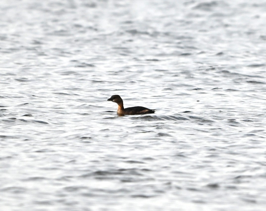 Pied-billed Grebe - ML645847004
