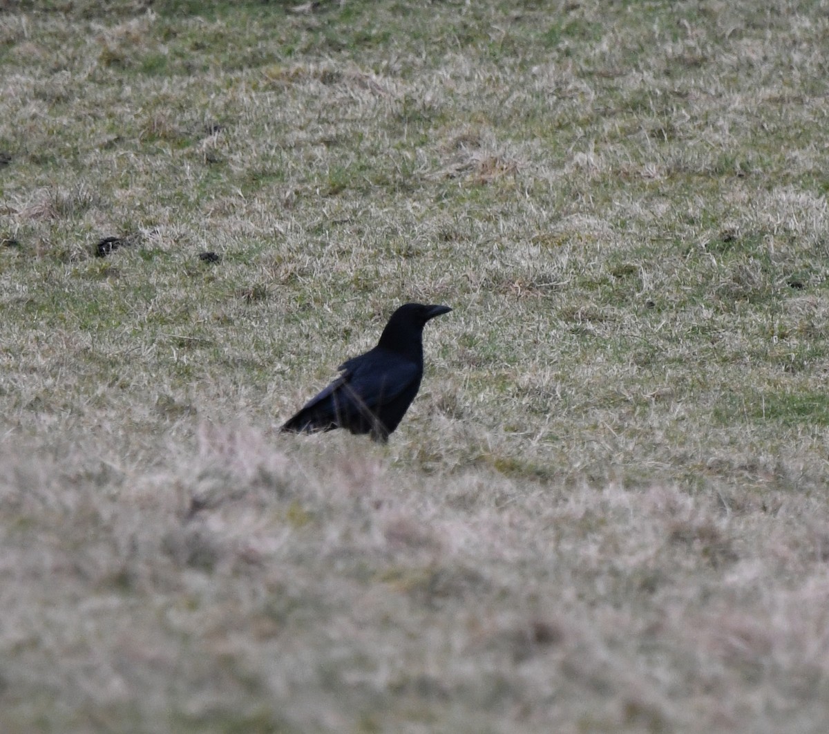 Carrion Crow (Western) - ML645847005