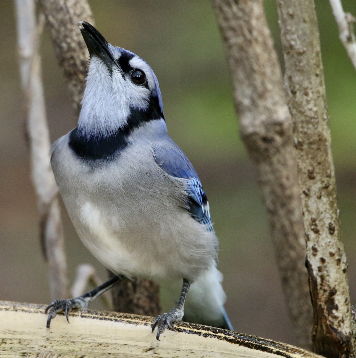 Blue Jay - ML645847006