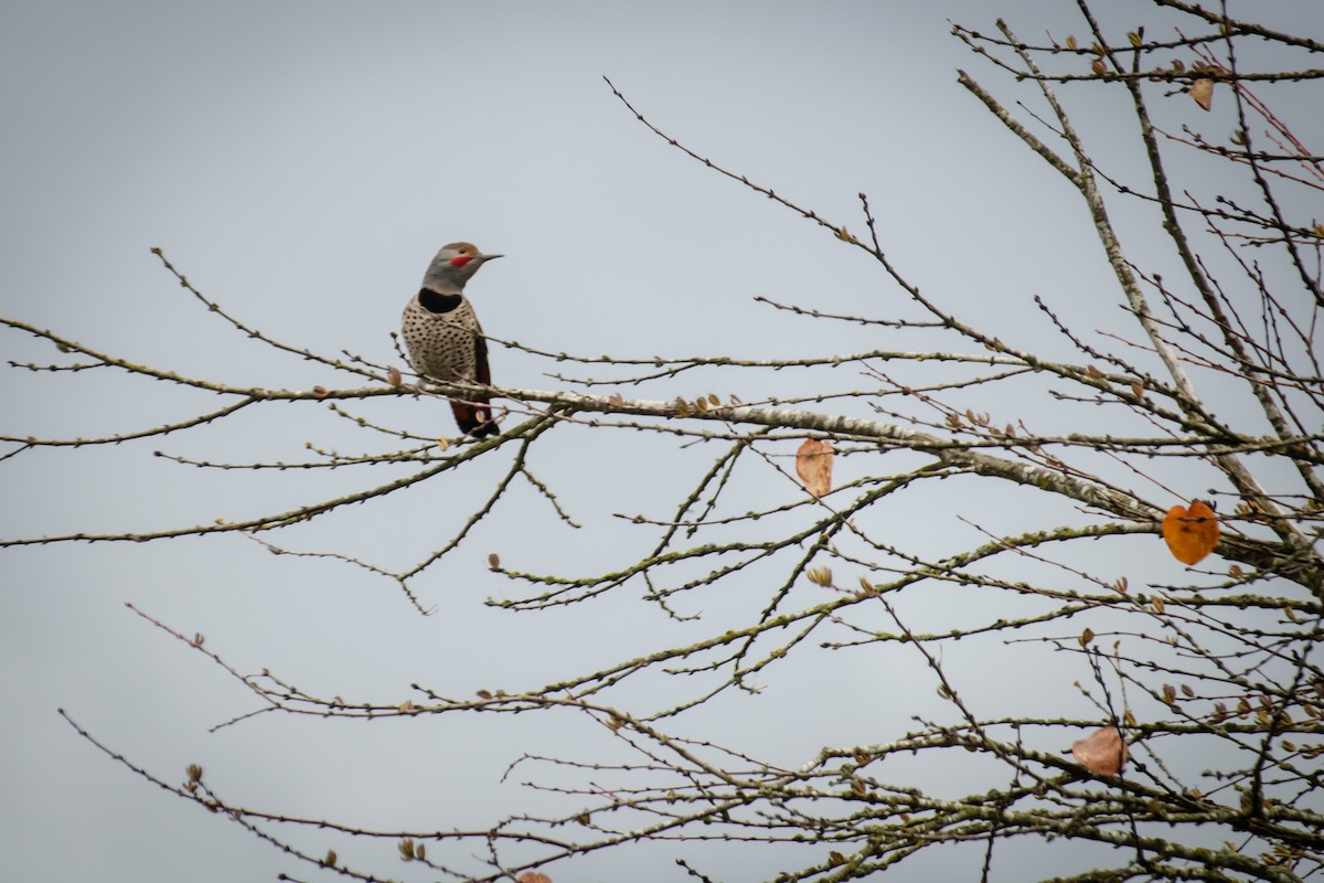 Northern Flicker - ML645847009
