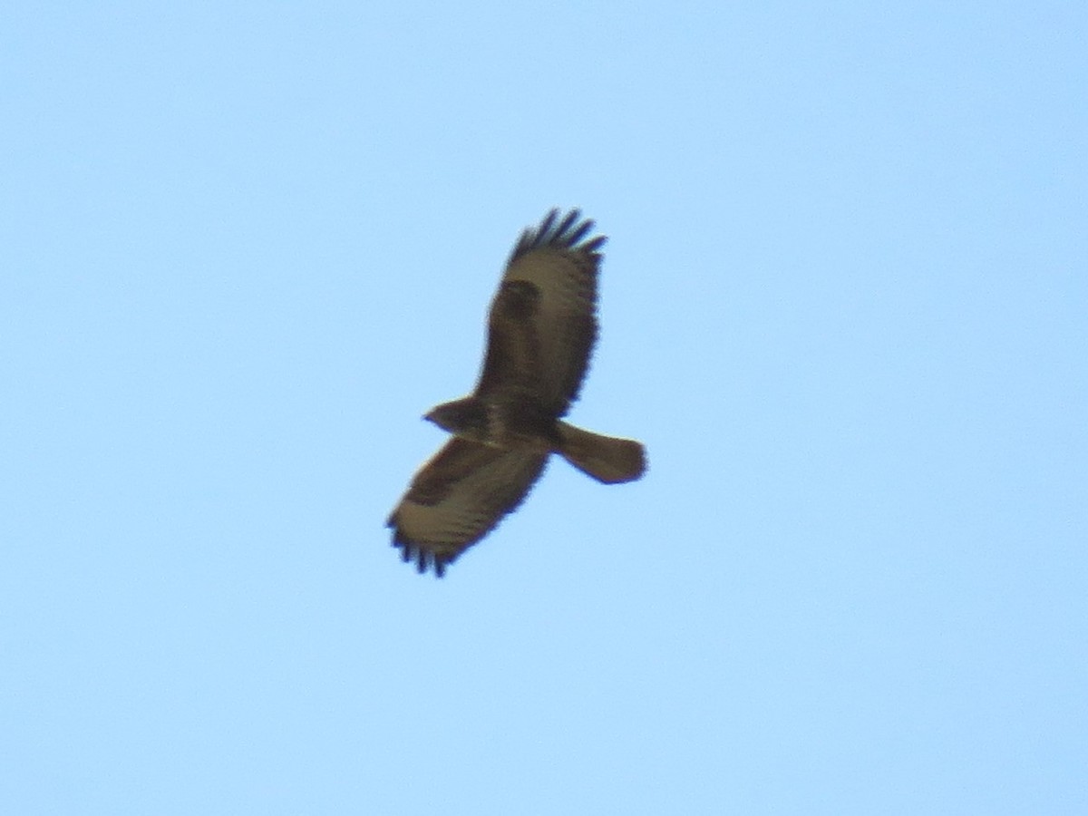 Common Buzzard - ML645847010