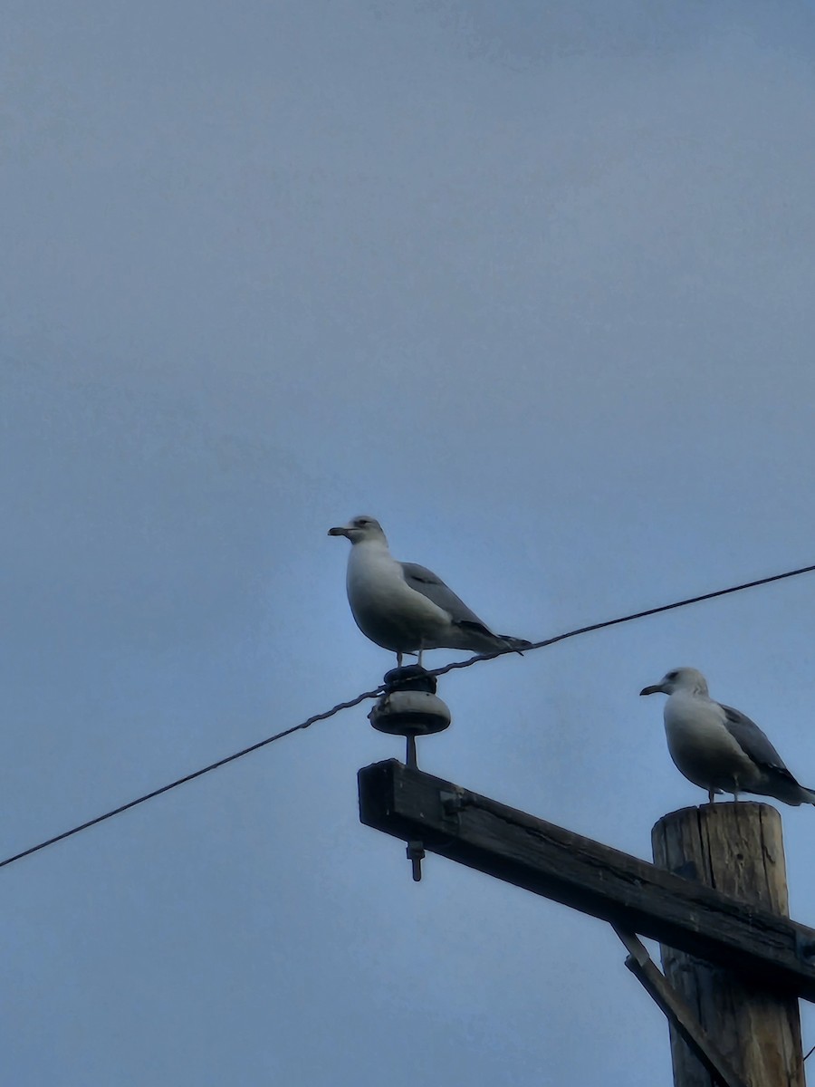 Ring-billed Gull - ML645847012