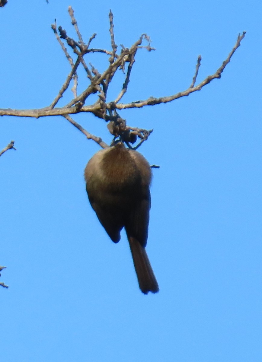Bushtit - ML645847013