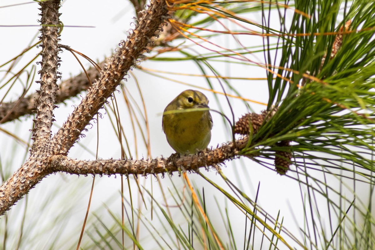 Pine Warbler - ML645847014