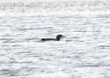 Common Loon - ML645847015