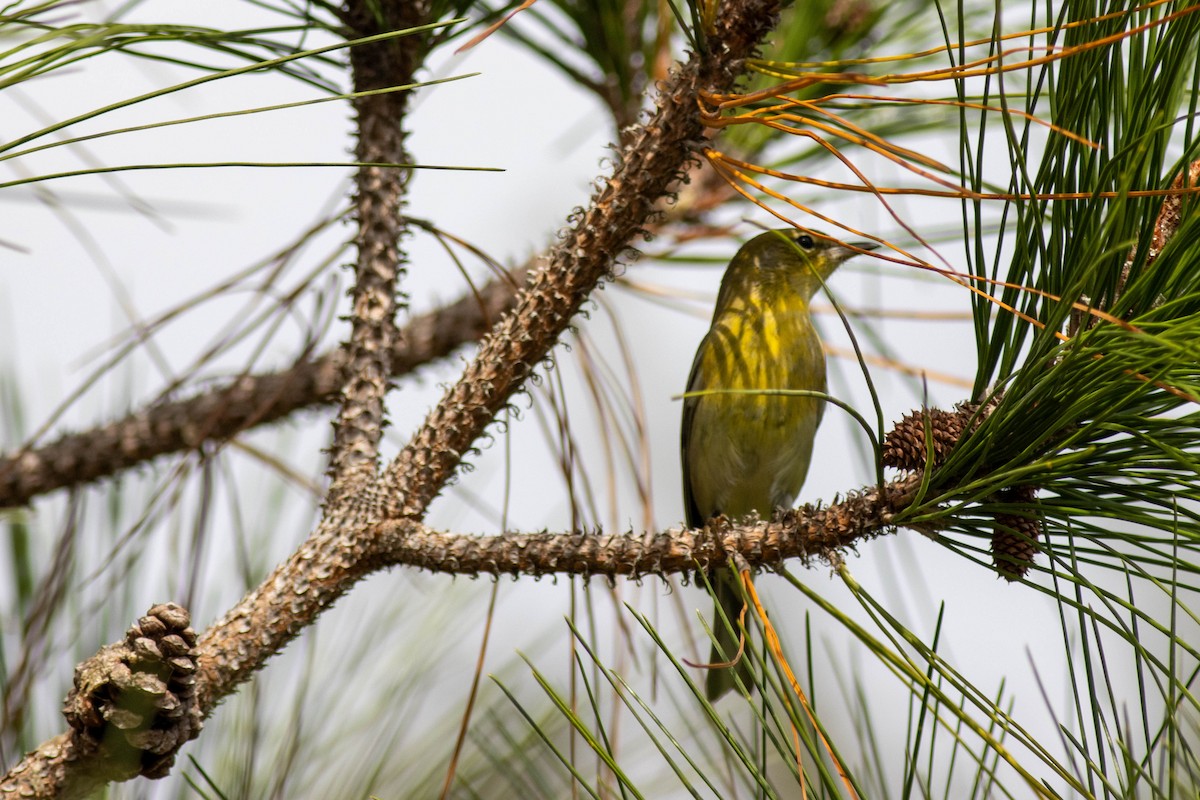 Pine Warbler - ML645847016