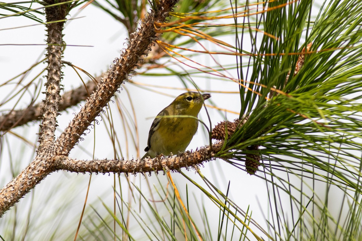 Pine Warbler - ML645847017