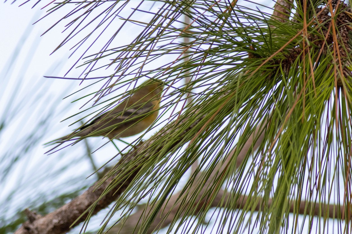 Pine Warbler - ML645847018