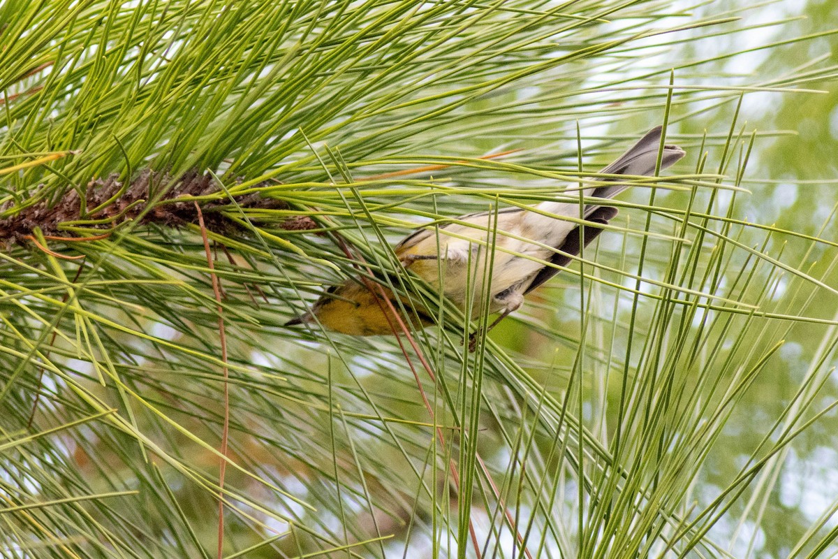 Pine Warbler - ML645847019