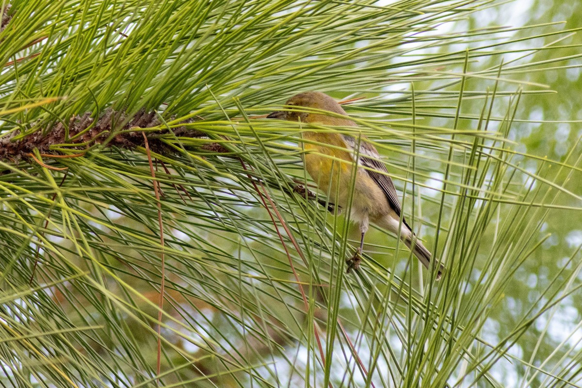 Pine Warbler - ML645847020