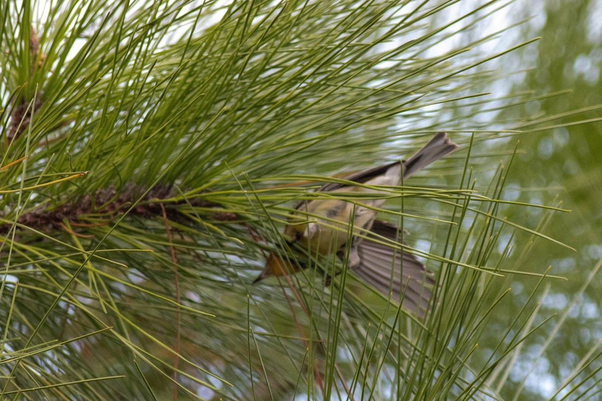 Pine Warbler - ML645847021