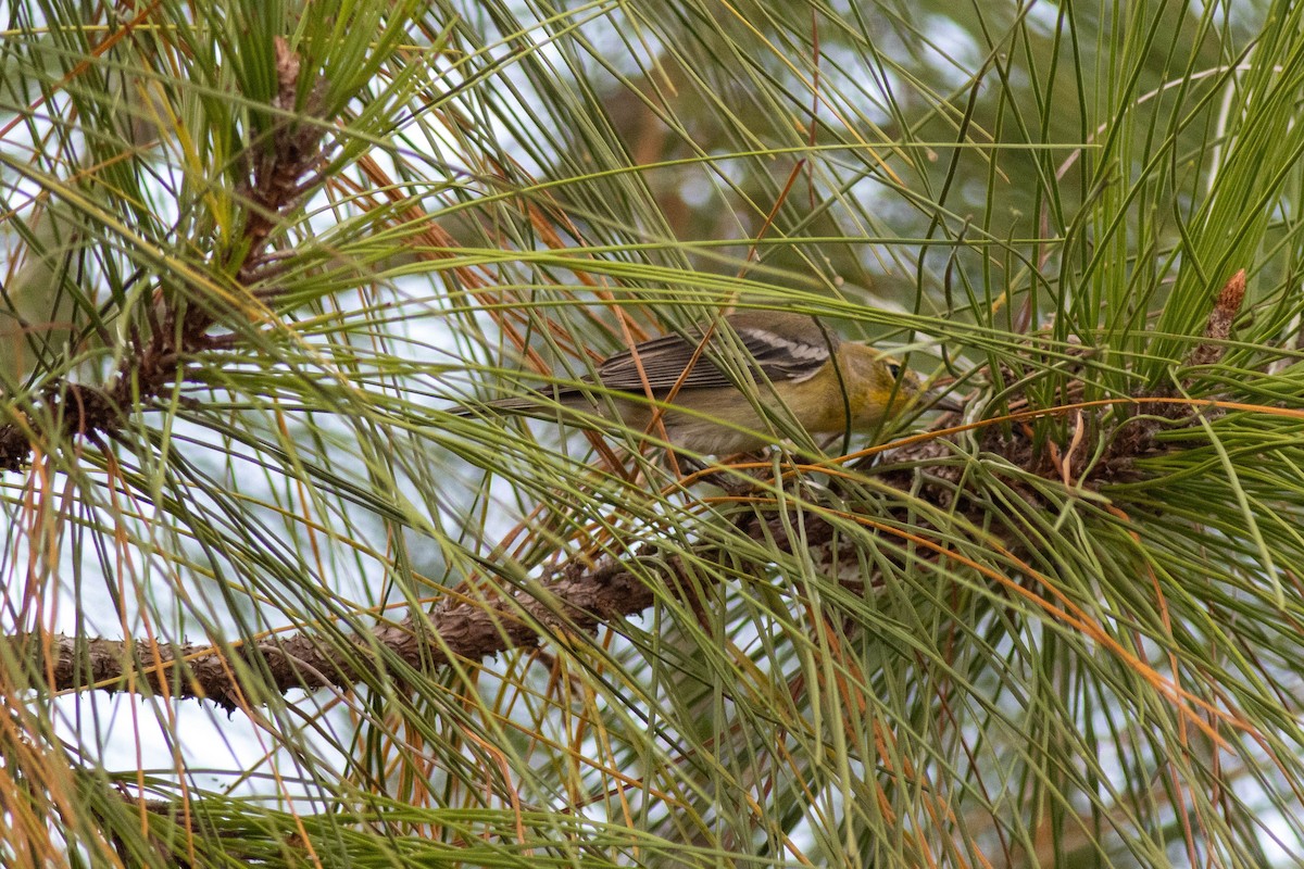 Pine Warbler - ML645847022