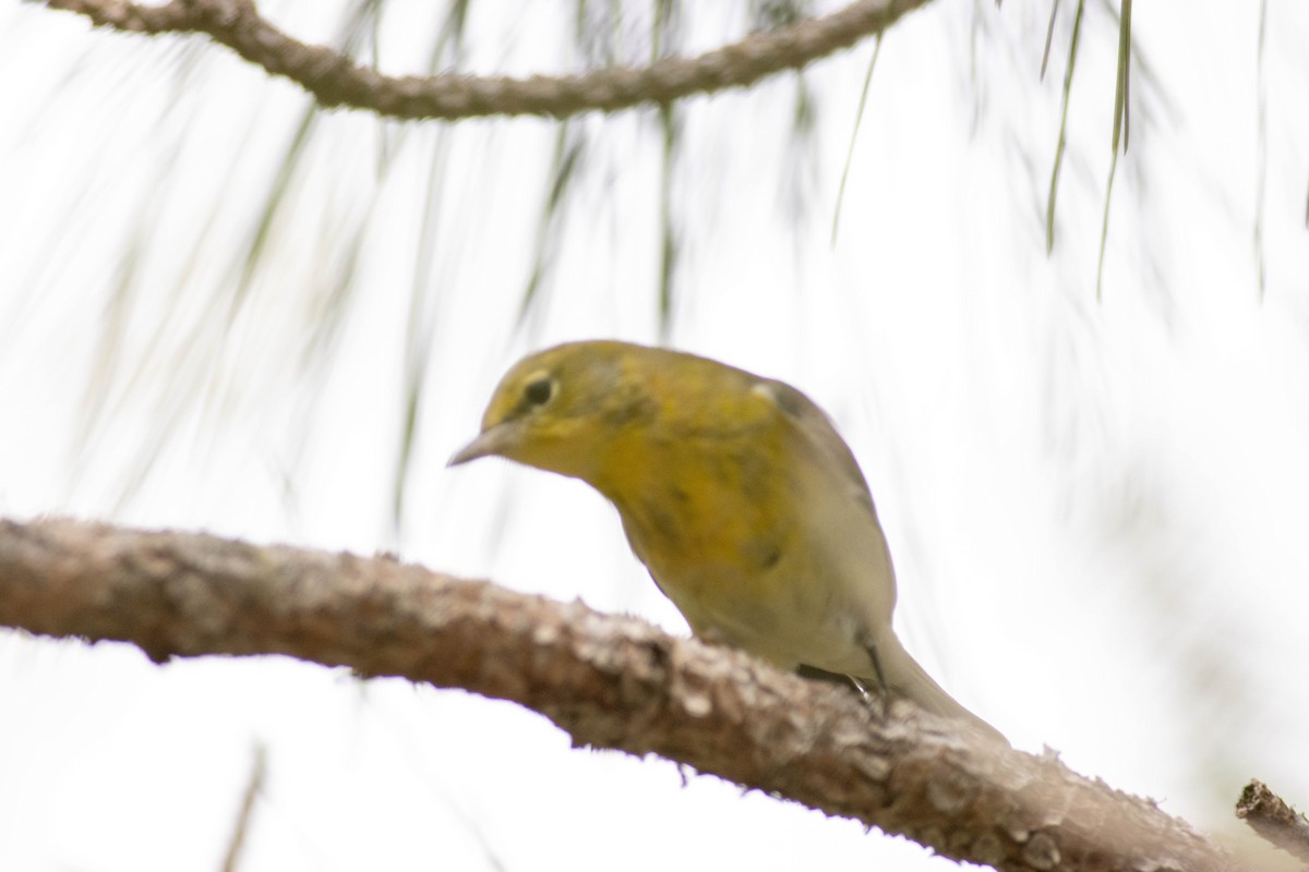 Pine Warbler - ML645847023