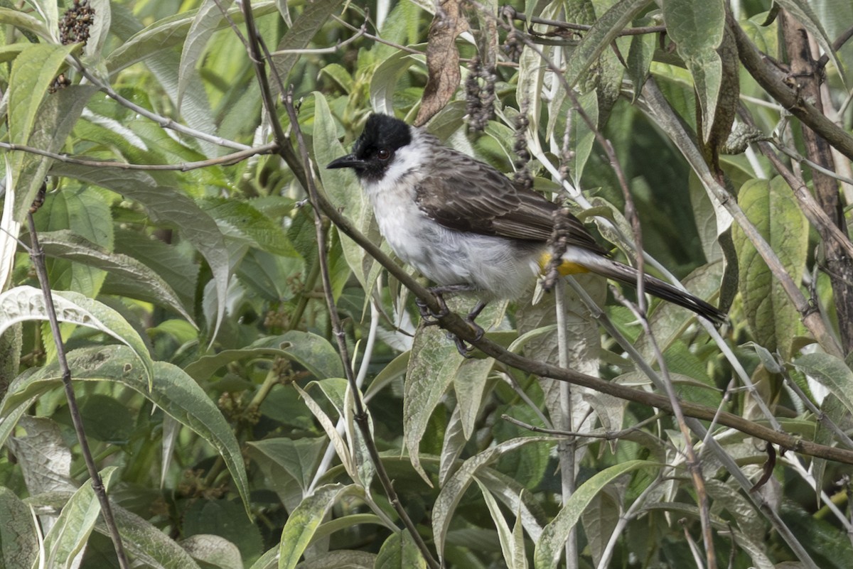 Sooty-headed Bulbul - ML645847024
