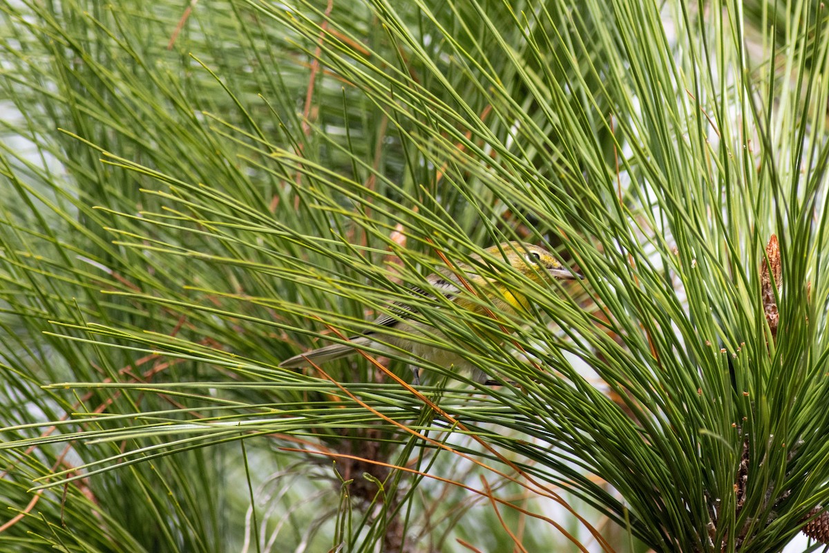 Pine Warbler - ML645847025