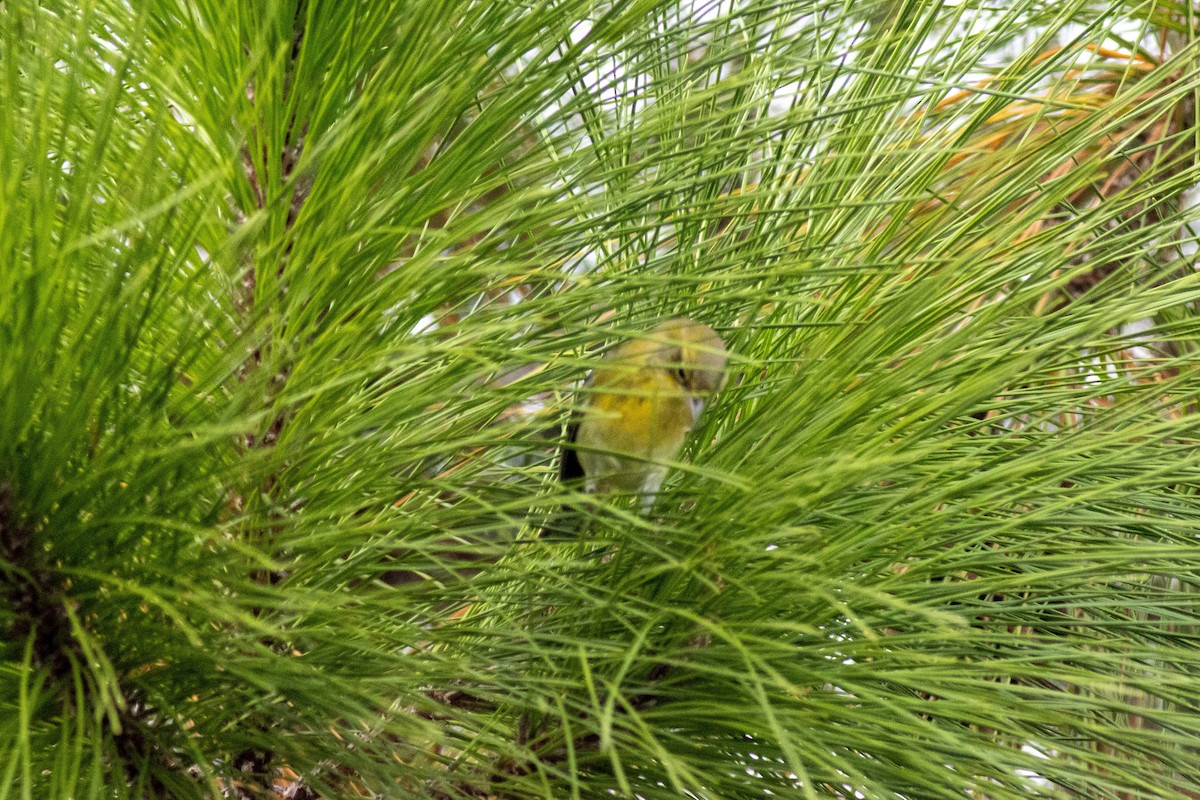 Pine Warbler - ML645847026