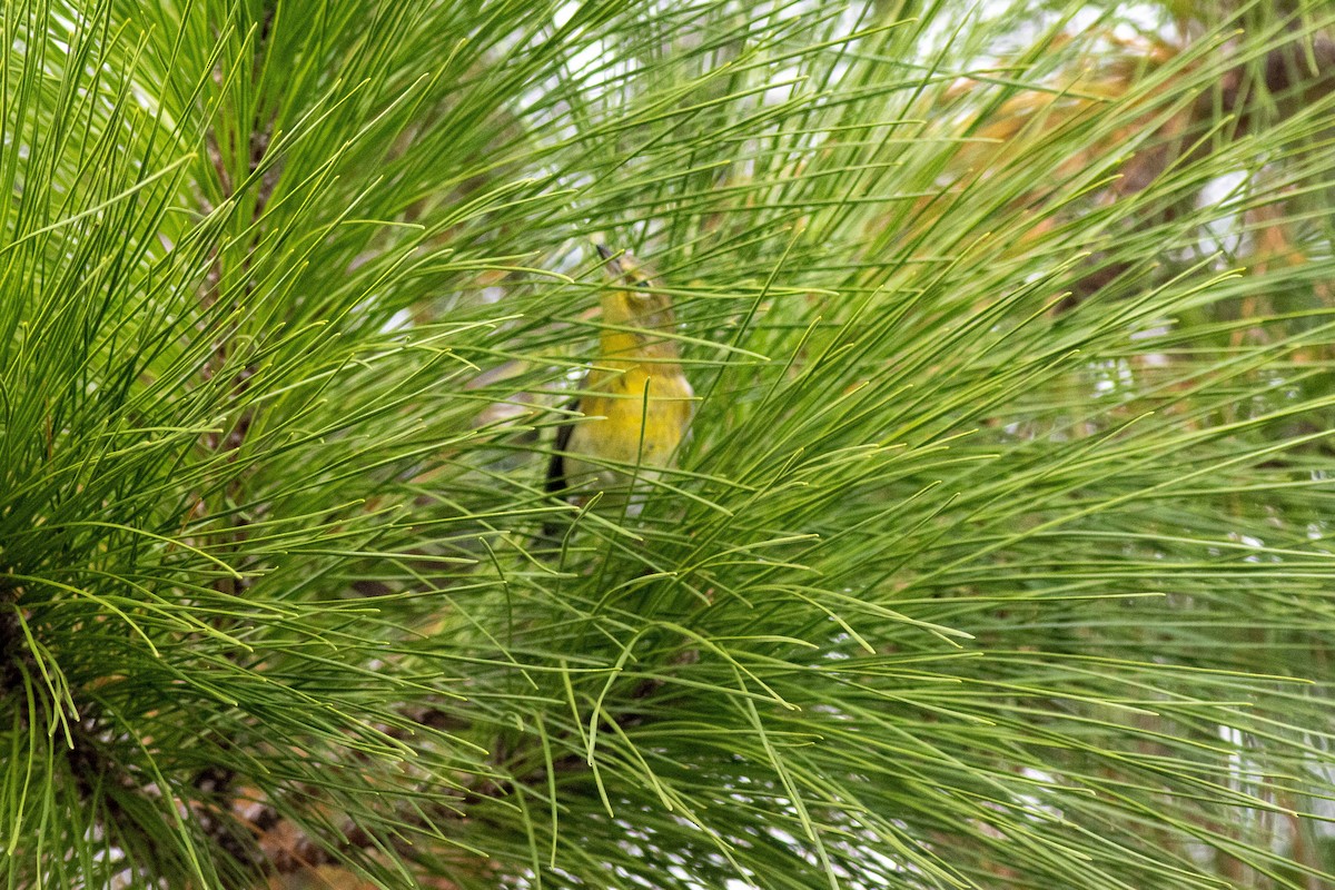 Pine Warbler - ML645847027