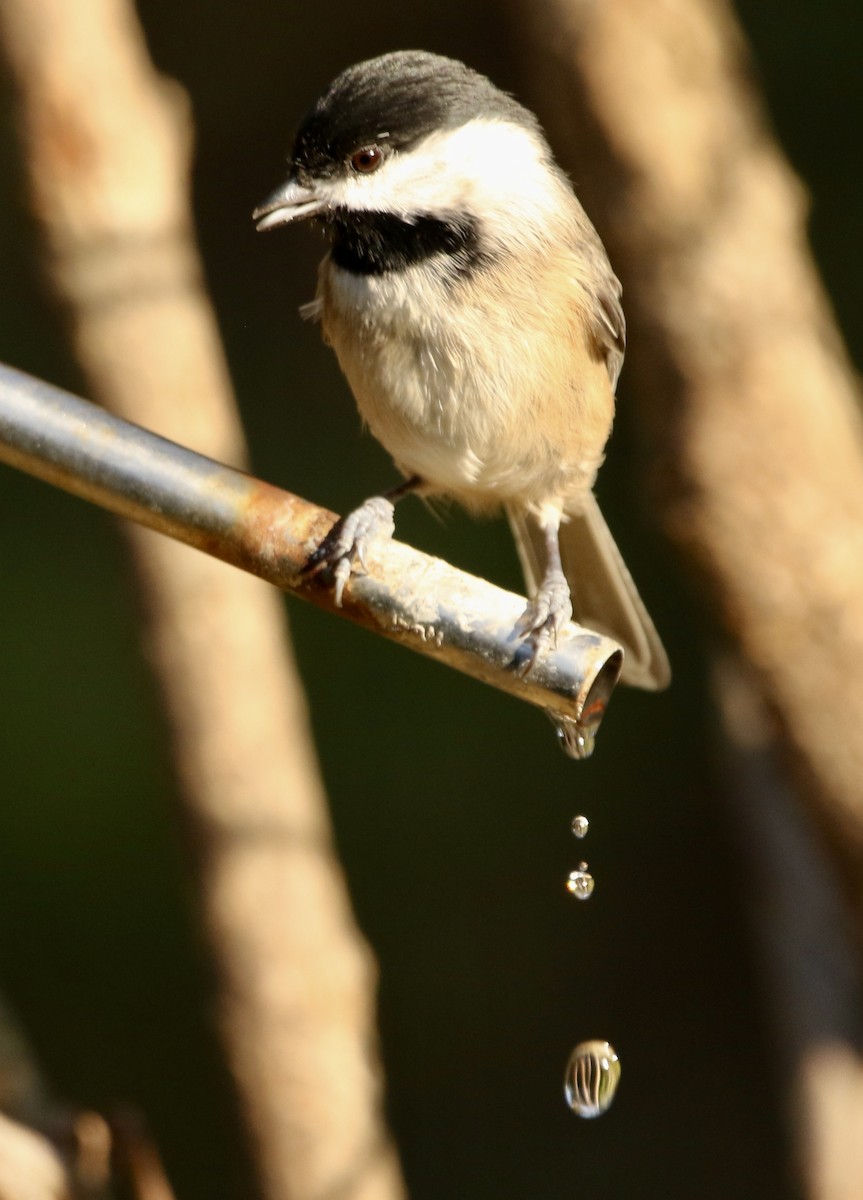 Carolina Chickadee - ML645847032