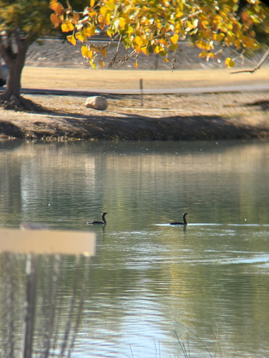 Cormoran à aigrettes - ML645847034