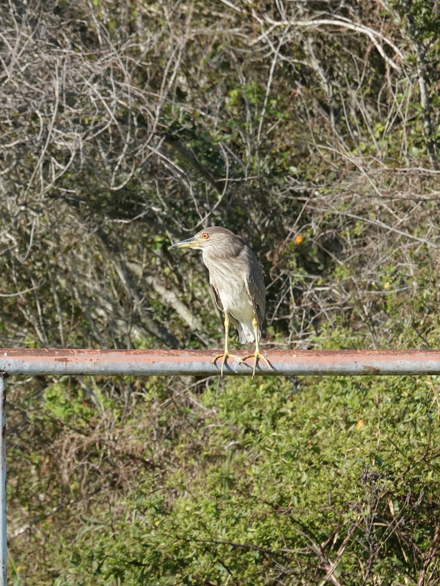 Black-crowned Night Heron - ML645847040