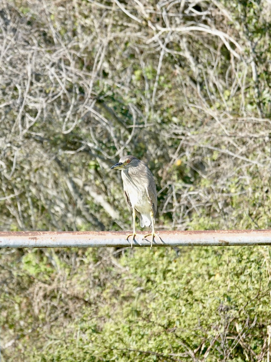 Black-crowned Night Heron - ML645847042