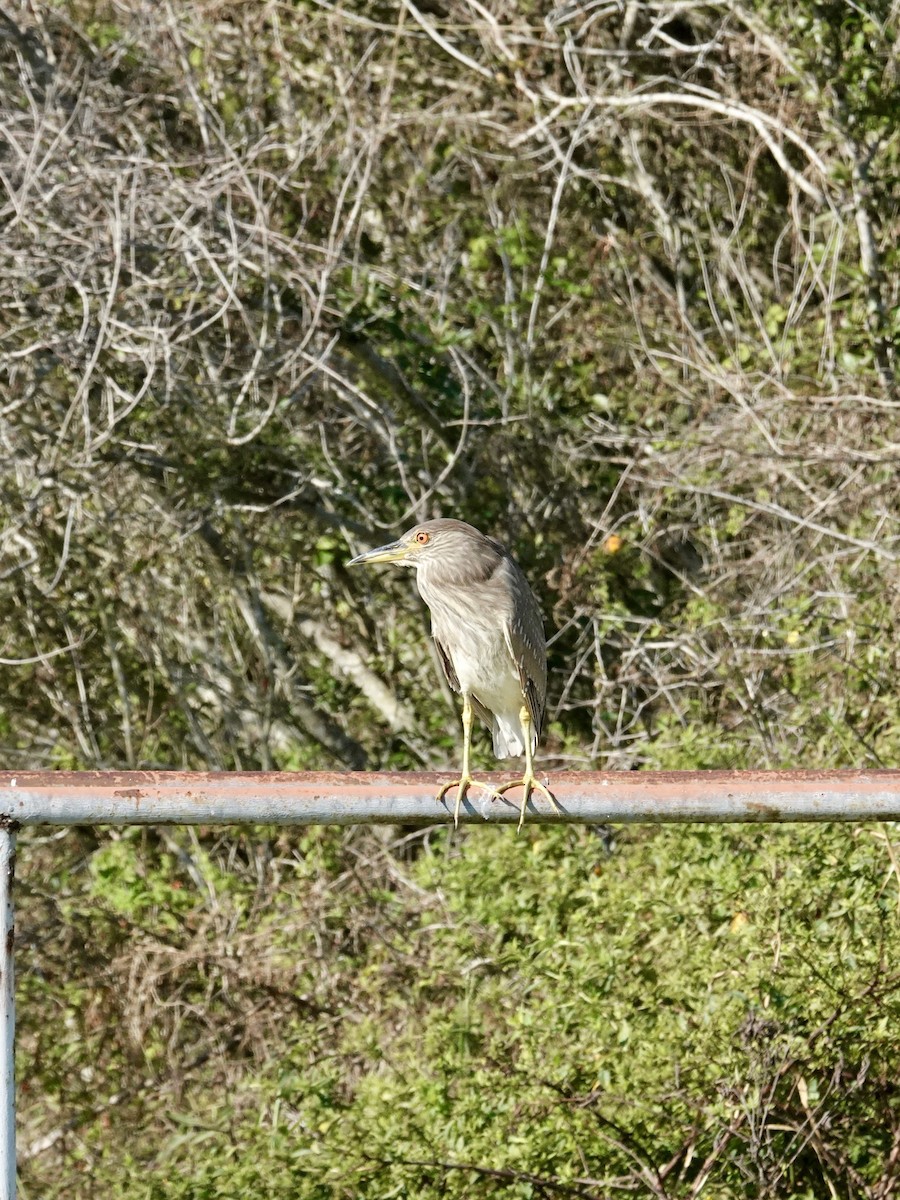 Black-crowned Night Heron - ML645847043
