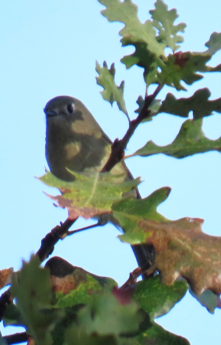 králíček americký - ML645847052