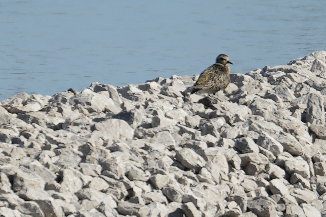 Black-bellied Plover/golden-plover sp. - ML645847065