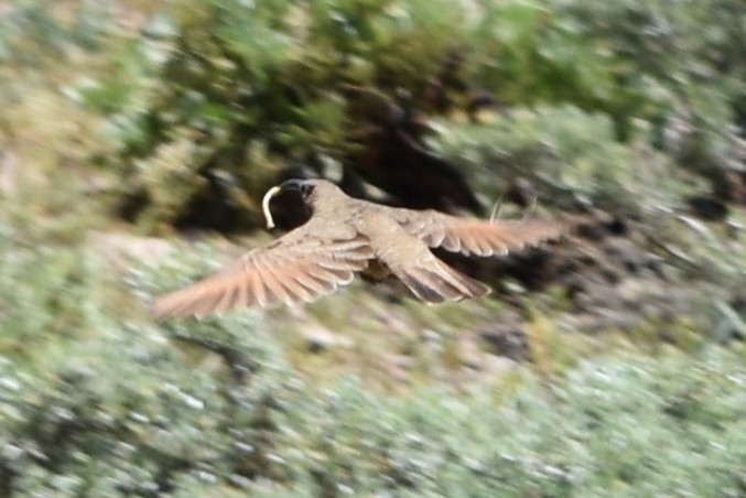 Scale-throated Earthcreeper - ML645847072