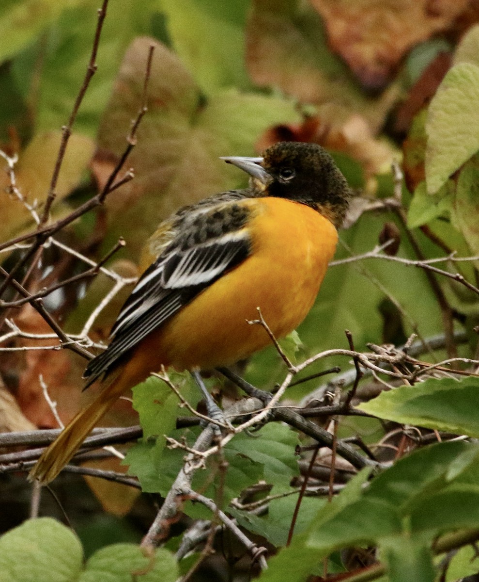 Балтиморский трупиал - ML645847074