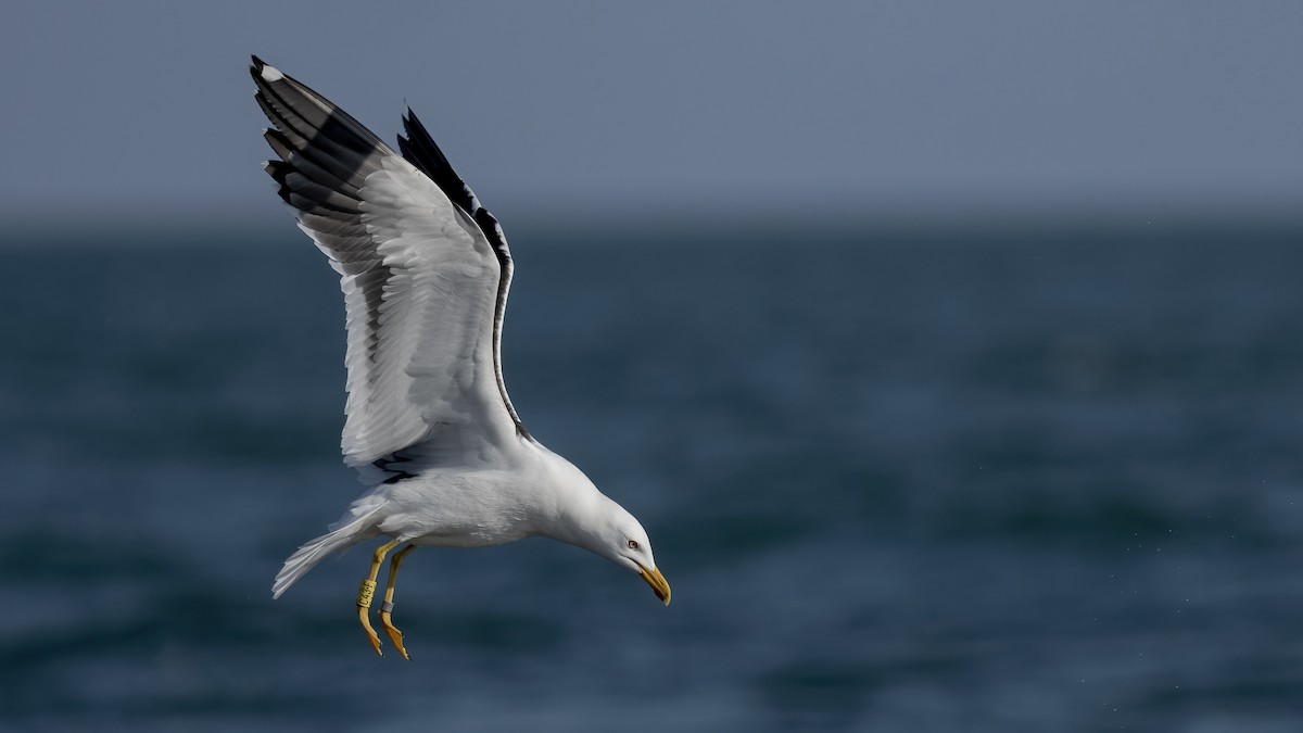 Zafferano - ML645847075