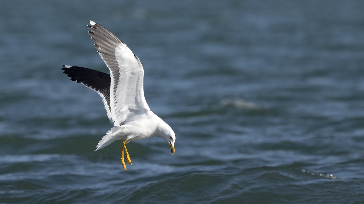 Zafferano - ML645847076