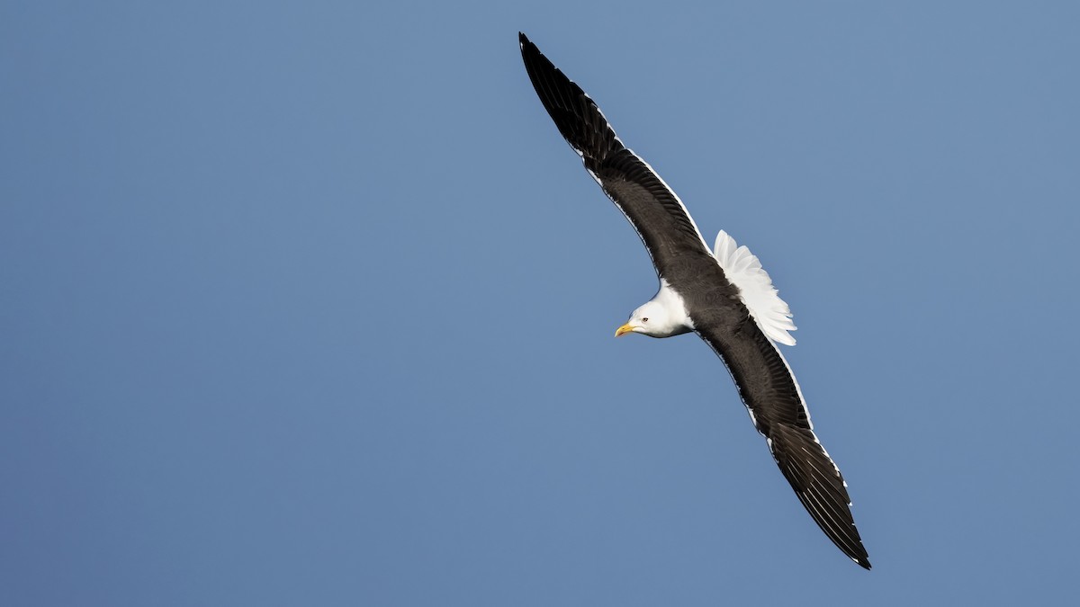 Zafferano - ML645847077