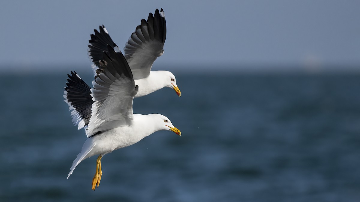 Zafferano - ML645847078