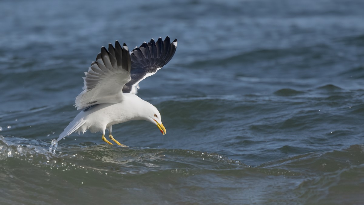 Zafferano - ML645847079