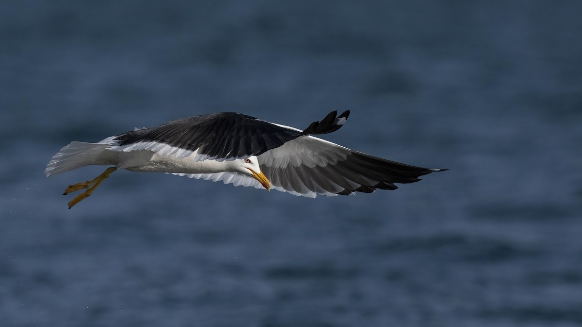 Zafferano - ML645847080