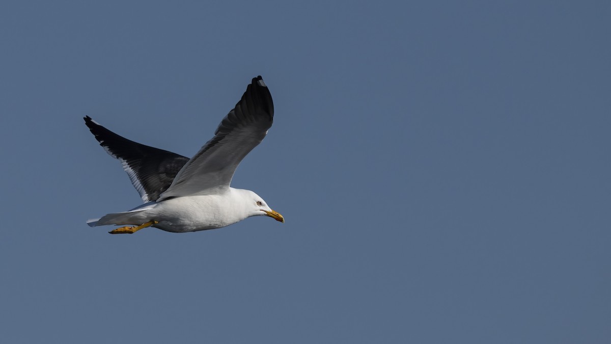 Zafferano - ML645847081