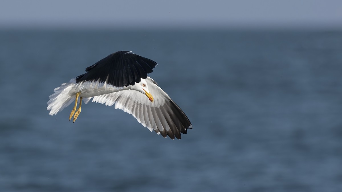 Zafferano - ML645847082