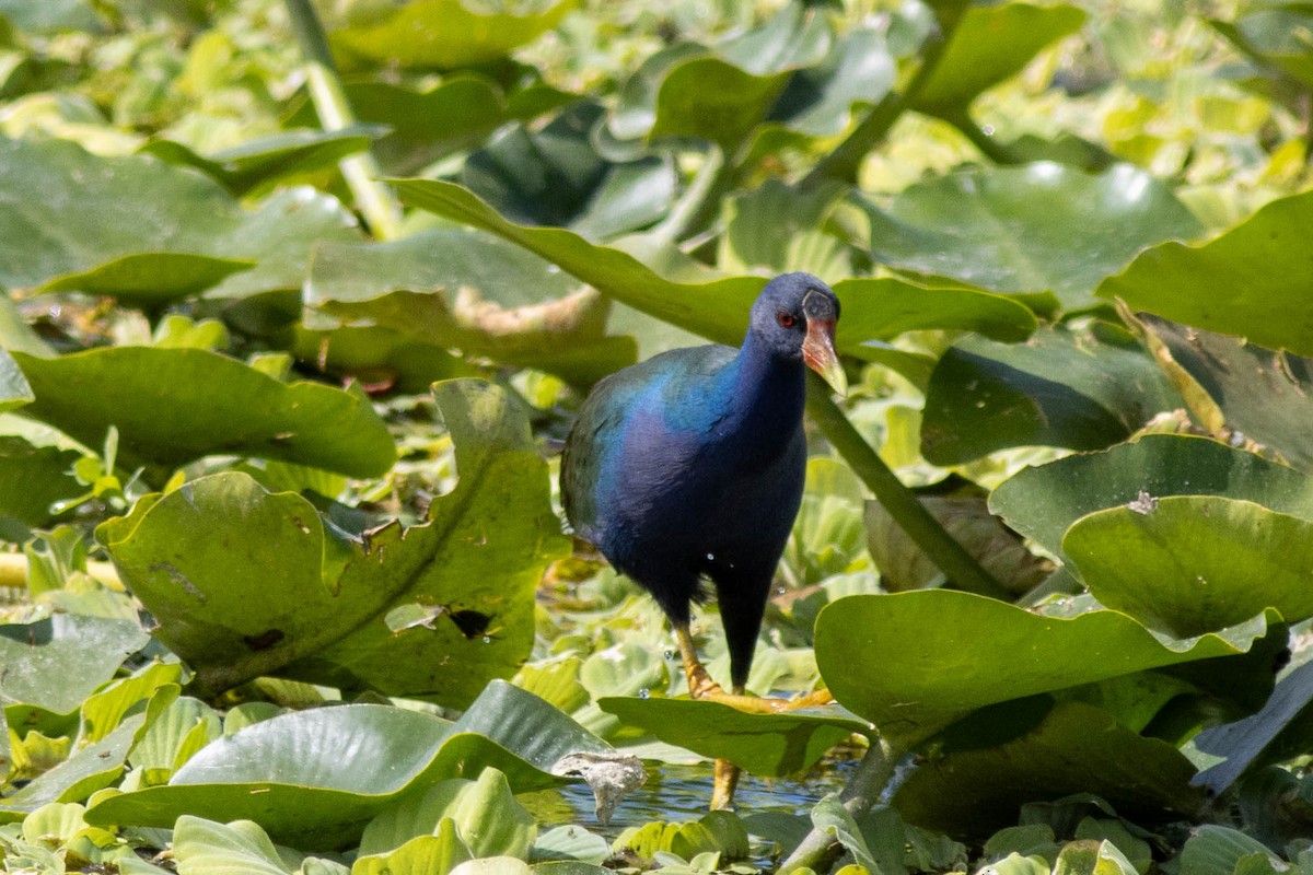 Uroilo urdin amerikarra - ML645847084