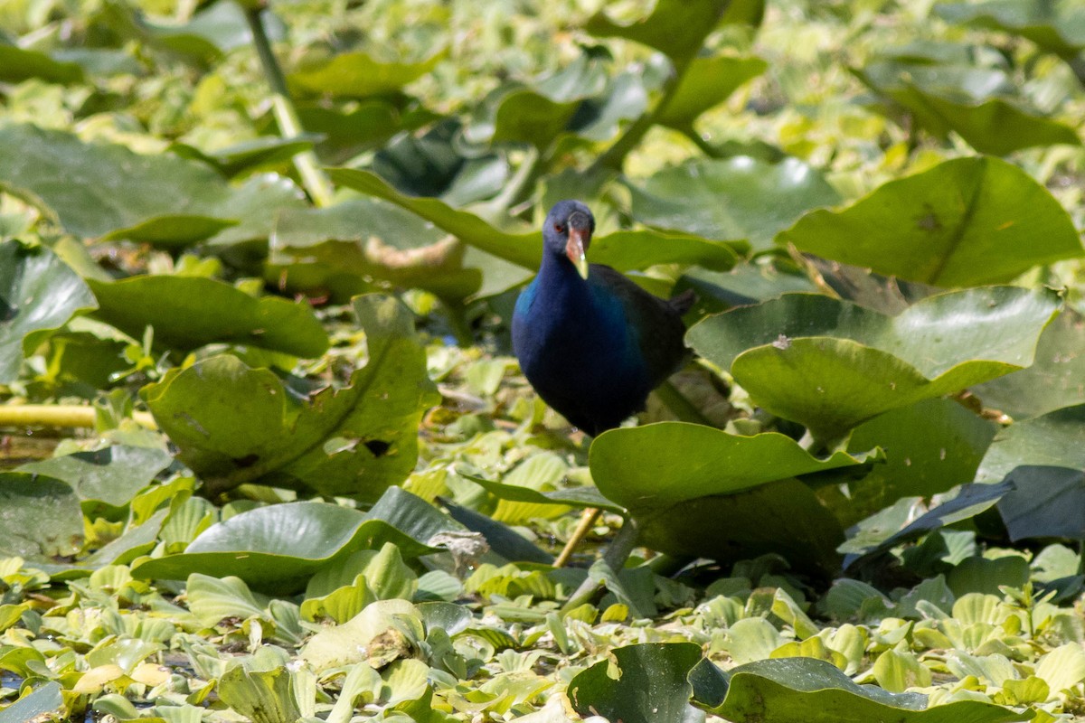 Uroilo urdin amerikarra - ML645847085