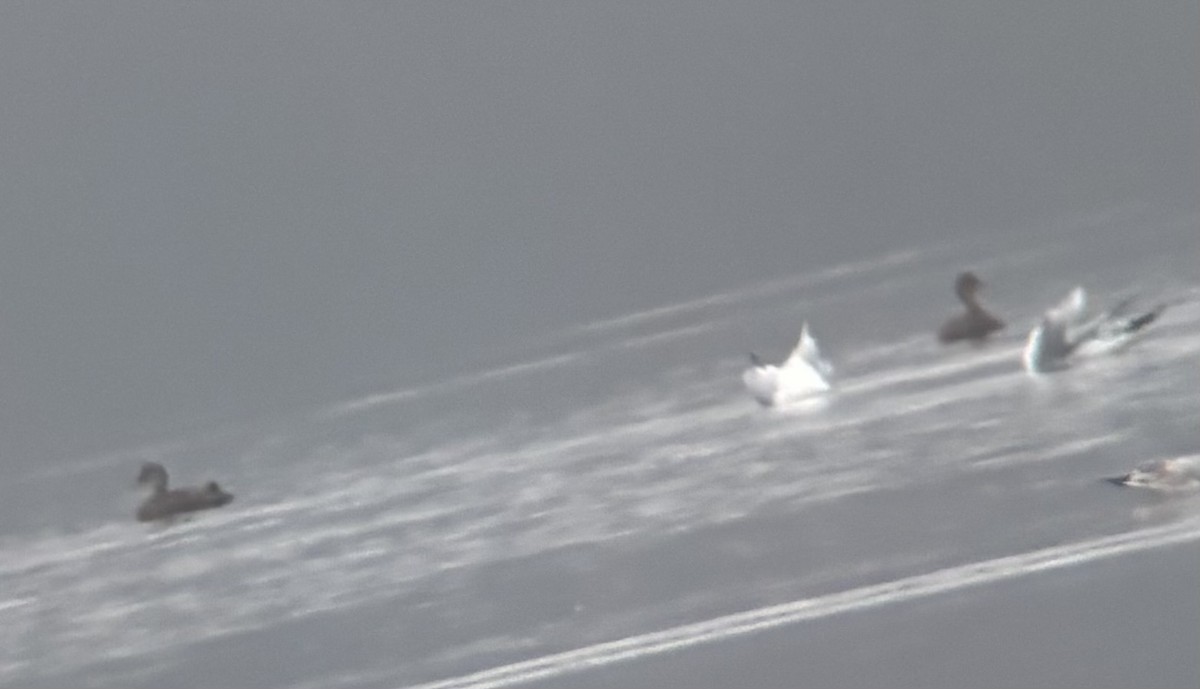 kachnovití sp. - ML645847086