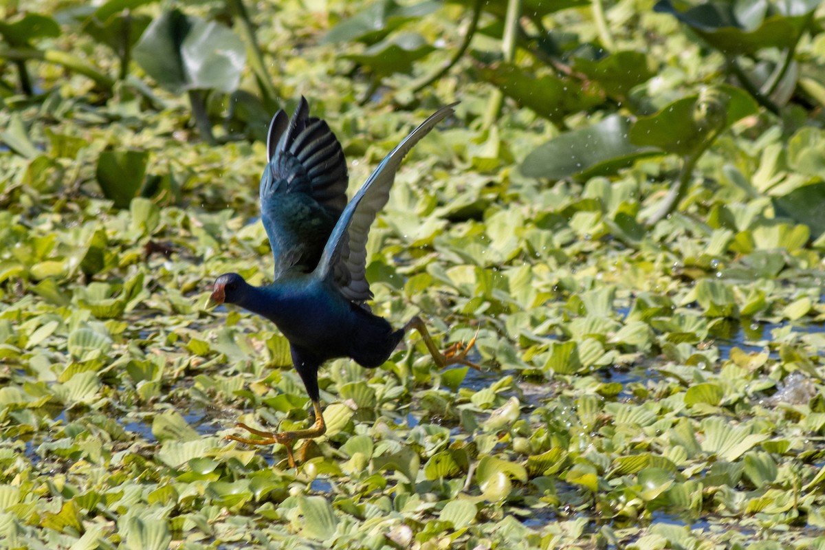 Uroilo urdin amerikarra - ML645847088