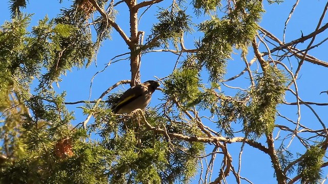 Arabistan Altın Kanatlı Kocabaşı - ML645847090