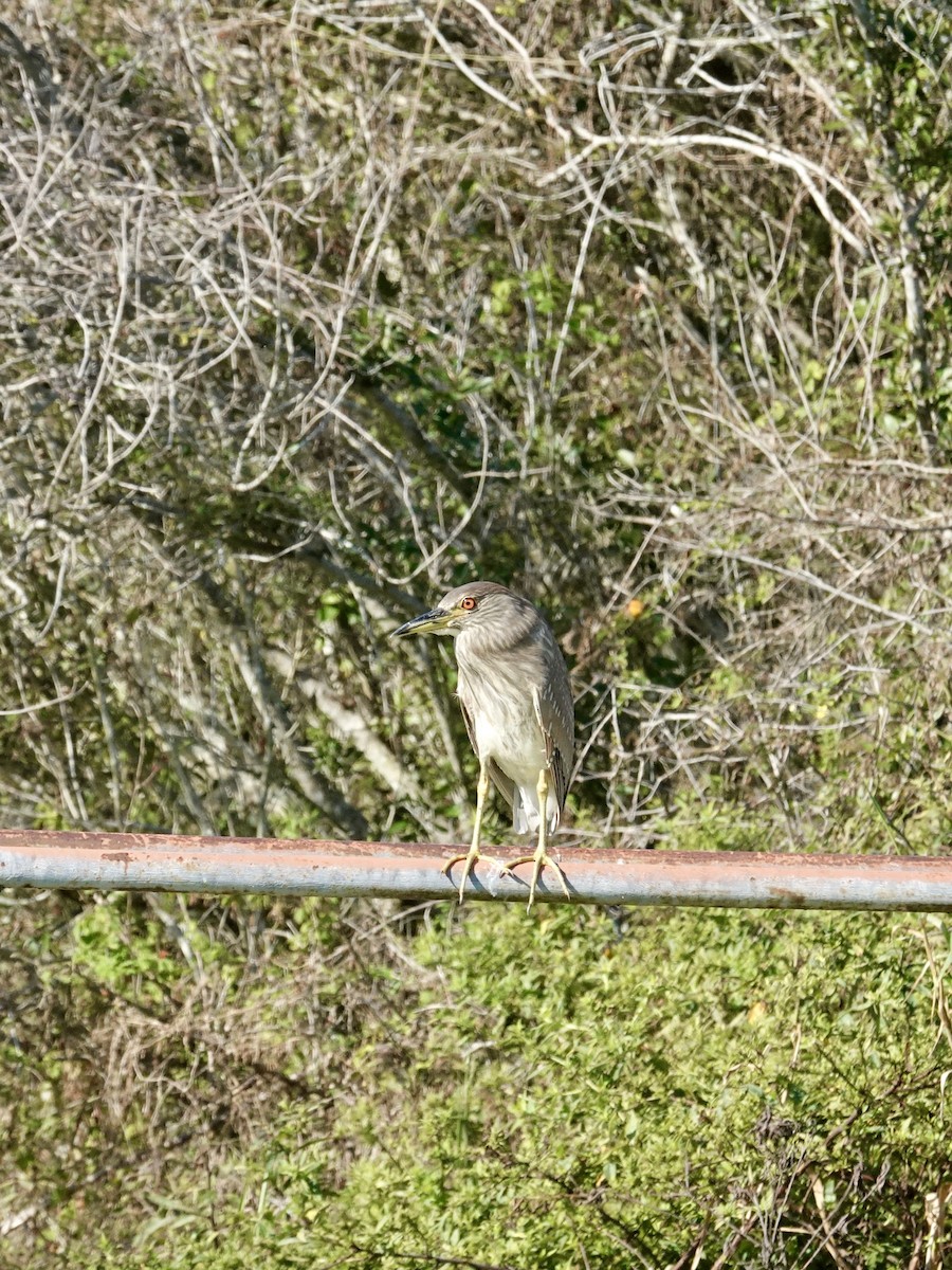 Black-crowned Night Heron - ML645847091