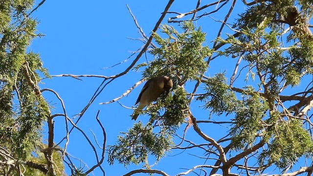 Arabistan Altın Kanatlı Kocabaşı - ML645847092