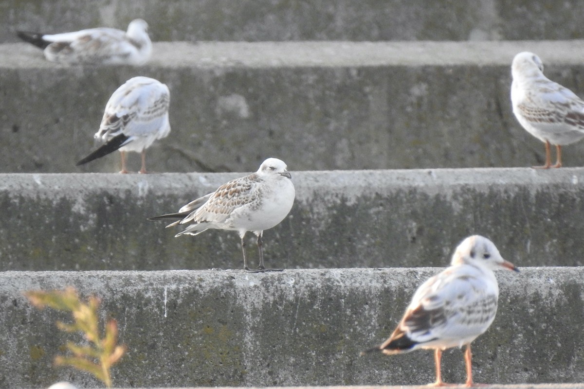 Mediterranean Gull - ML645847094