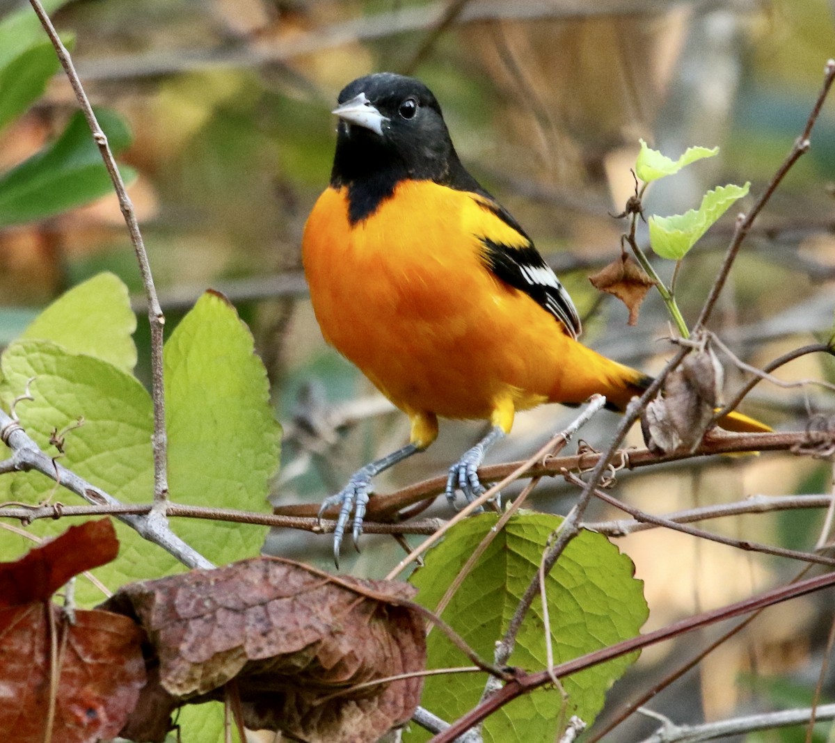 Балтиморский трупиал - ML645847095