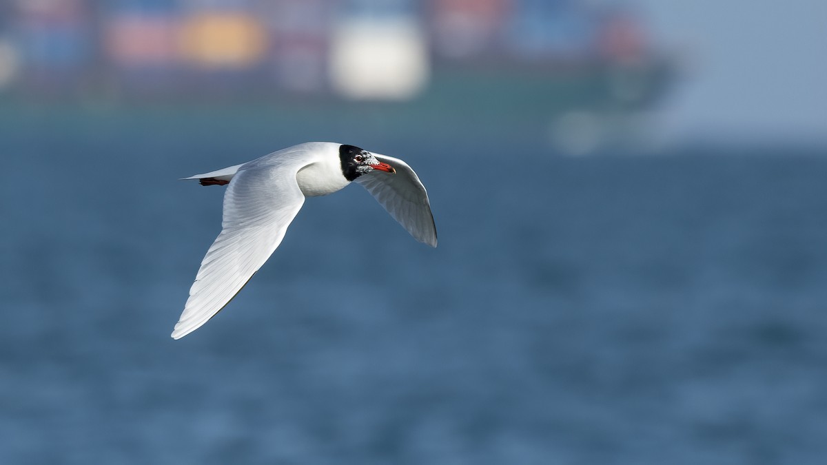 Mediterranean Gull - ML645847099