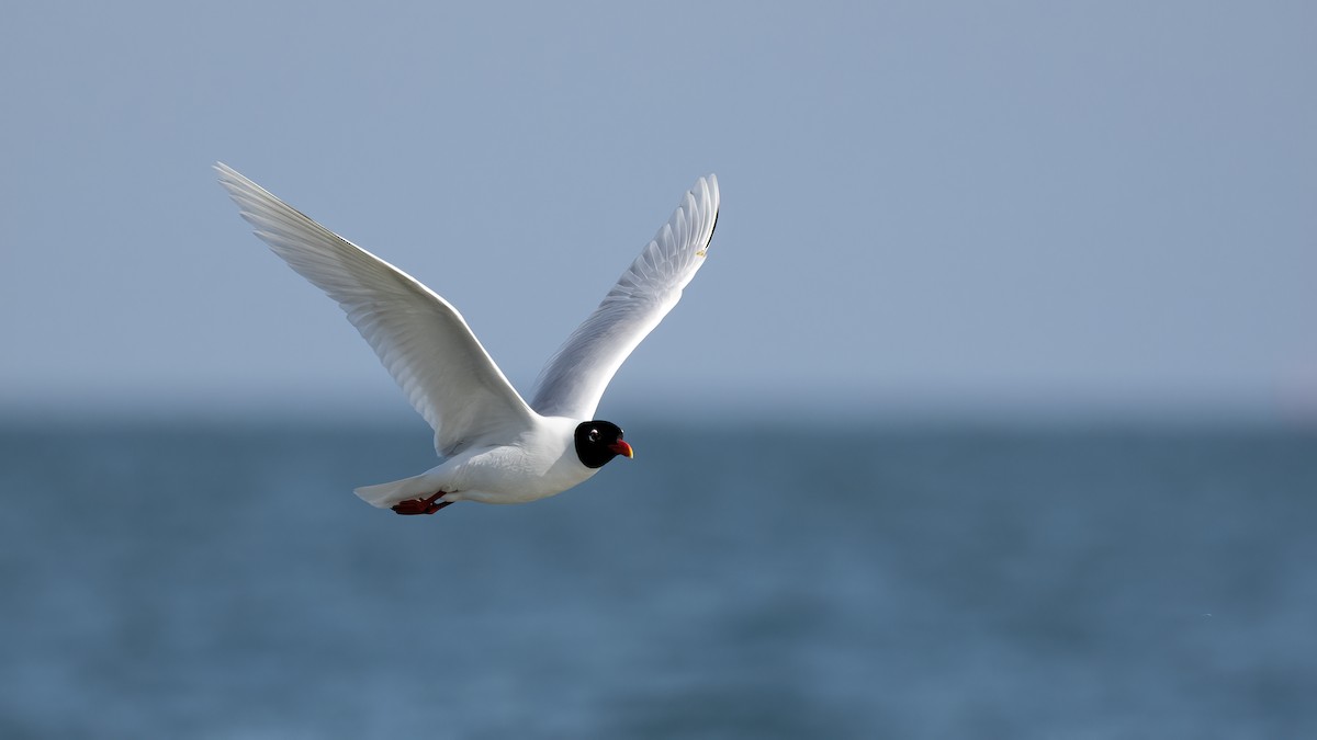 Mediterranean Gull - ML645847100