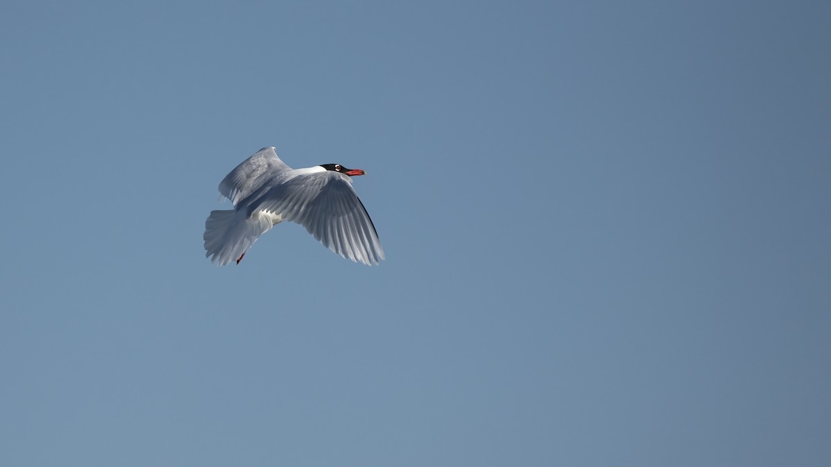 Mediterranean Gull - ML645847101